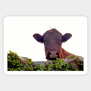 Red brown cow Sticker